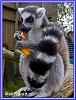 Lemur01 Internet