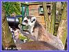 Lemur05 Internet