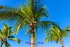 1231 Palme 01