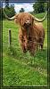 Highland Cattles