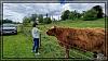 Highland Cattles