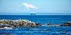 220808 SeaLion 02