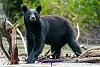 220815 Bear 12