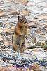 220816 Streifenh�rnchen 01