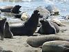 Elephant Seals Rookery