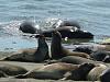Elephant Seals Rookery