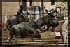 Texas 0136